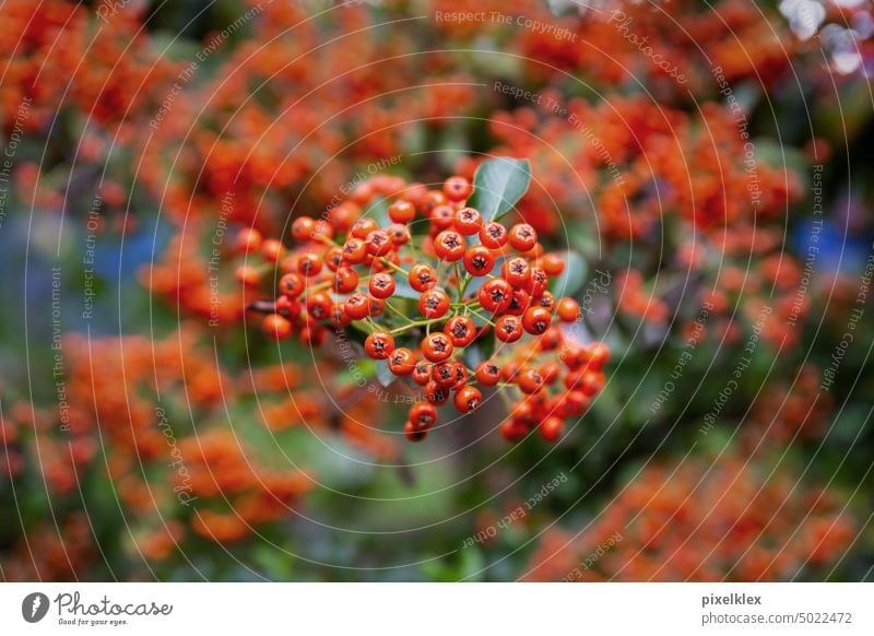 Orangefarbene Früchte des Feuerdorns (Pyracantha) Rosengewächs Rosaceae Frucht orange Beere Apfel Strauch Pflanze Botanik Biologie Zweig Sommer Spätsommer