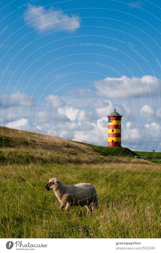 Schaf vor Pilsumer Leuchtturm ruhig Ferien & Urlaub & Reisen Ausflug Sommer Sommerurlaub Sonne Strand Meer Wellen Fahrradfahren Landschaft Himmel Frühling