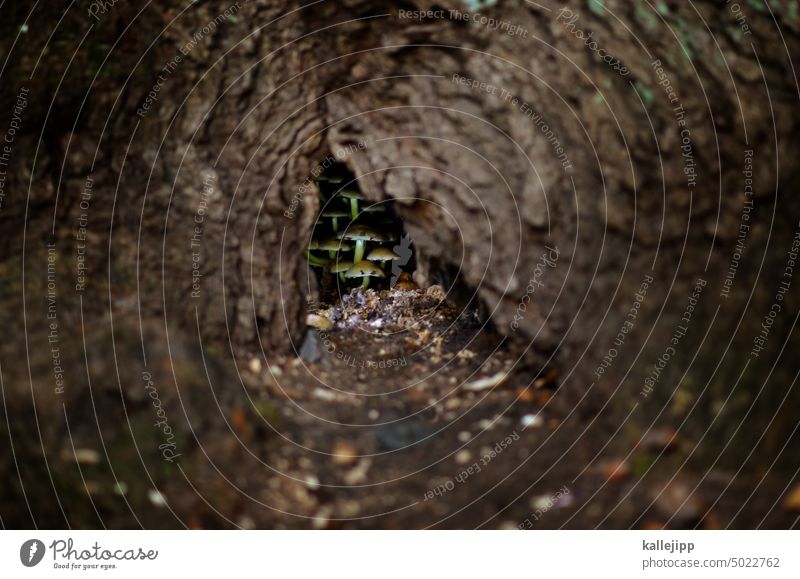 drogenversteck Pilze Herbst herbstlich Baum Baumstamm Baumrinde Baumhöhle Loch wachsen Wachstum Natur Wald Umwelt Farbfoto Außenaufnahme natürlich braun Pflanze