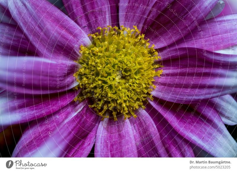 Chrysantheme, Chrysanthemum, Blütenstand aus der Nähe Winteraster Röhrenblüten Zungenblüten Kultivar Sorte magenta weiß Hybride menschenleer Nahaufnahme