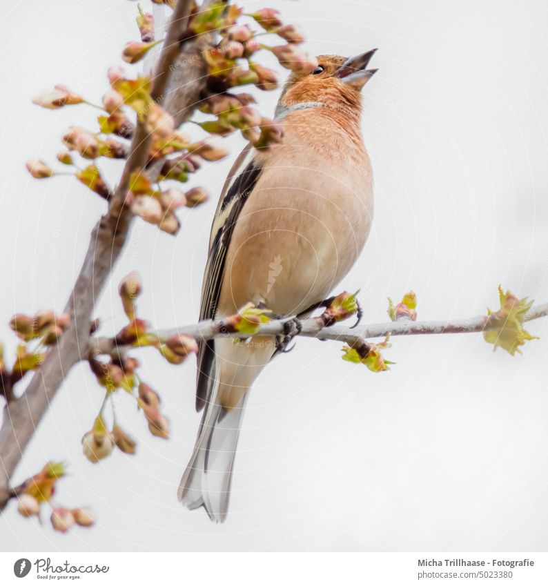 Singender Buchfink im Baum Fringilla coelebs Fink Kopf Schnabel Tiergesicht Auge Krallen Flügel Vogel Wildtier Feder Zweige u. Äste singen trällern zwitschern