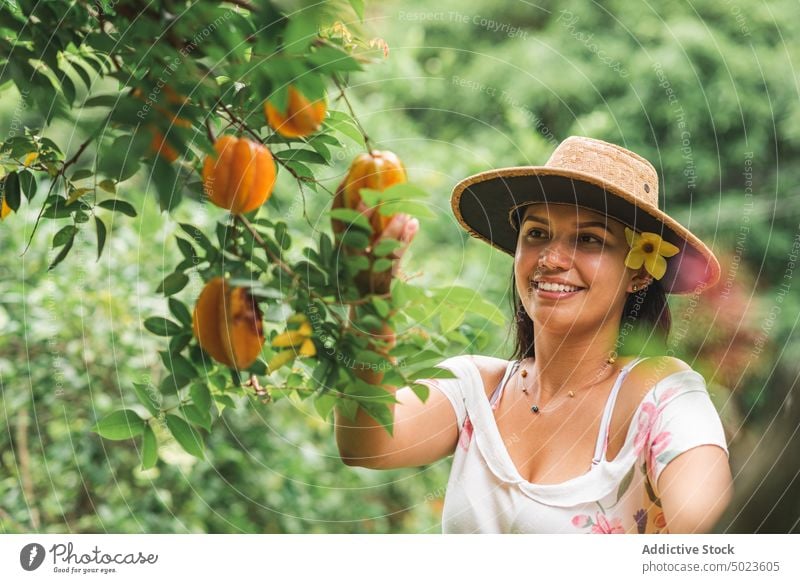 Fröhliche Frau bei der Ernte von Sternfrüchten Karambole Baum Garten Lächeln Gärtner Sommer reif pflücken frisch heiter Frucht Pflanze Glück hispanisch ethnisch