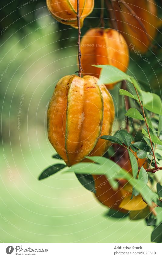 Karambola-Pflanze wächst im Garten Frucht Buchse Wachstum Ast Sommer Flora Saison Karambole frisch Botanik Zweig organisch vegetieren natürlich Strauch ländlich