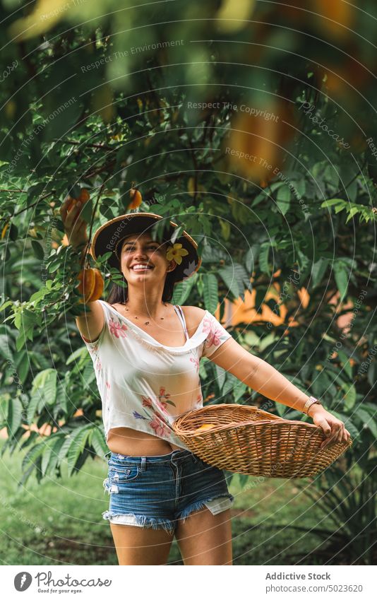 Fröhliche Frau bei der Ernte von Sternfrüchten Karambole Baum Garten Lächeln Gärtner Sommer reif pflücken frisch heiter Frucht Pflanze Glück hispanisch ethnisch