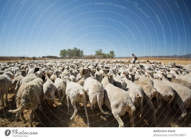 Schaf und Hirte auf der Weide Herde Hügel Weidenutzung Gras trocknen Wolken Himmel Landschaft wollig Schwarm Tier Bauernhof Viehbestand Ackerbau ländlich Natur