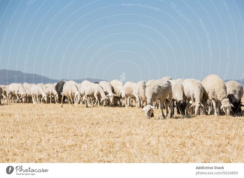 Schaf und Hirte auf der Weide Herde Hügel Weidenutzung Gras trocknen Wolken Himmel Landschaft wollig Schwarm Tier Bauernhof Viehbestand Ackerbau ländlich Natur