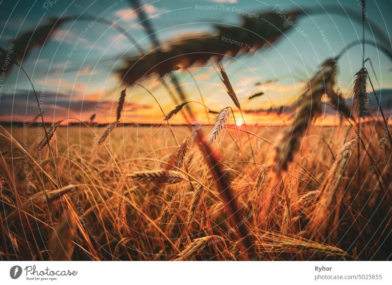 Weizenfeld. Gelbes Gerstenfeld in der Sommersaison. Landwirtschaftliche Erntesaison. Bunte Himmel bei Sonnenuntergang Sonnenaufgang niemand Sonnenlicht