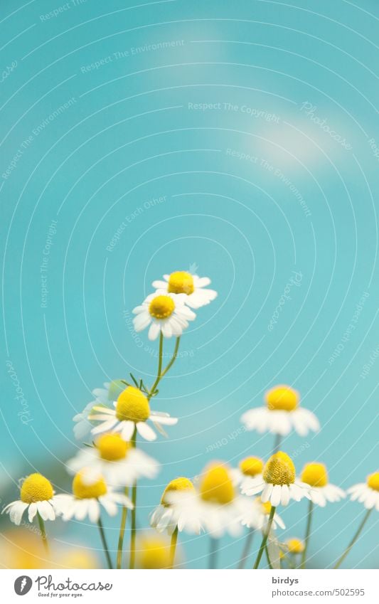 Blühende Kamille vor blauem Himmel. Heilkraut, Kamillenblüten Heilpflanze Natur Pflanze Schönes Wetter Blume Blüte Duft ästhetisch Freundlichkeit Gesundheit