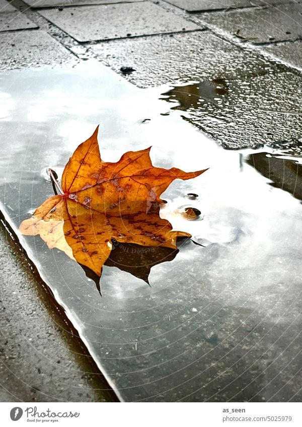 Herbstblatt Blatt Pfütze Ahornblatt Laubfärbung Herbstlaub herbstlich Farbfoto Vergänglichkeit Außenaufnahme Menschenleer Wasser Jahreszeiten Asphalt Regen