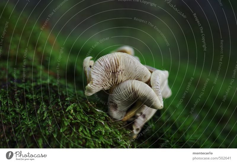 Neulich im Wald Umwelt Natur Pflanze Wildpflanze Pilz Duft authentisch frisch klein saftig trist trocken wild weich grau grün Farbfoto mehrfarbig Außenaufnahme