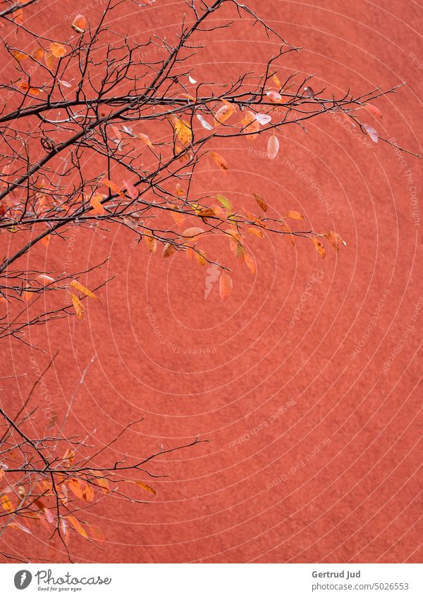 Goldorange Herbstblätter vor oranger Hausfassade Baum Blumen und Pflanzen Blätter Farbe orange Herbstfarben golden goldene stunde Fassade Ton-in-Ton