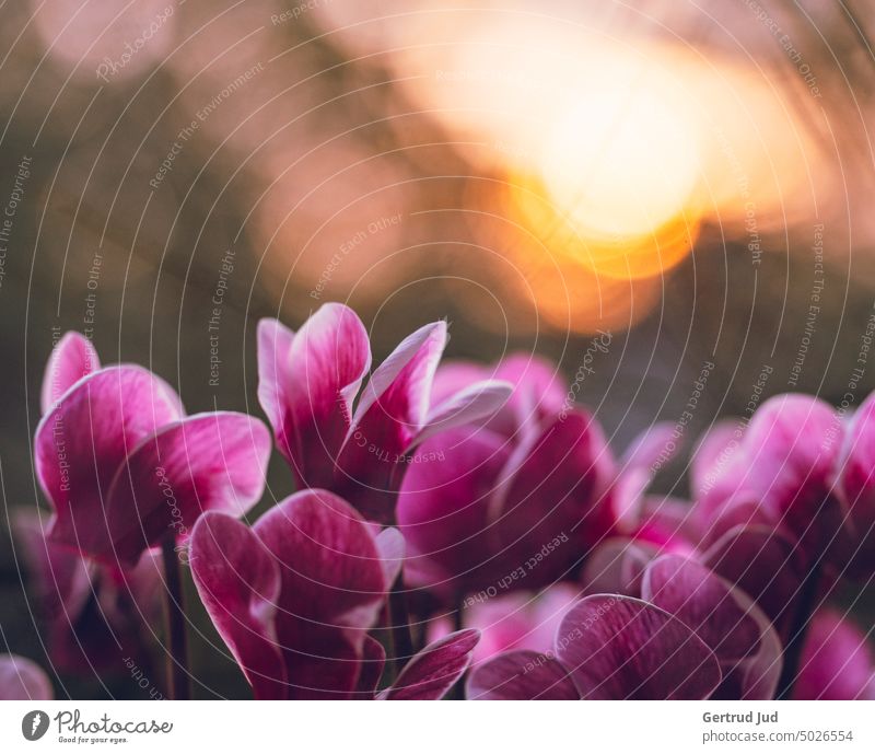 Cyclamen in der goldenen Abendsonne Blume Blumen und Pflanzen Blüte Farbe lila Herbst Herbstfarben Sonnenuntergang Natur Farbfoto Nahaufnahme Garten Blühend