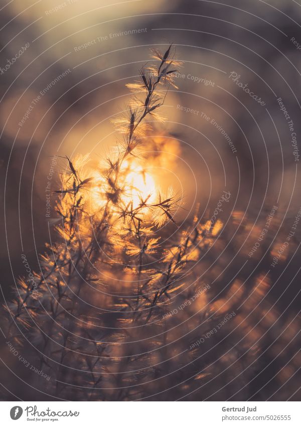 Trockenes Gras in der goldenen Abendsonne Blumen und Pflanzen Farbe Braun Herbst Herbstfarben Sonnenuntergang vertrocknet Natur Farbfoto Nahaufnahme Garten