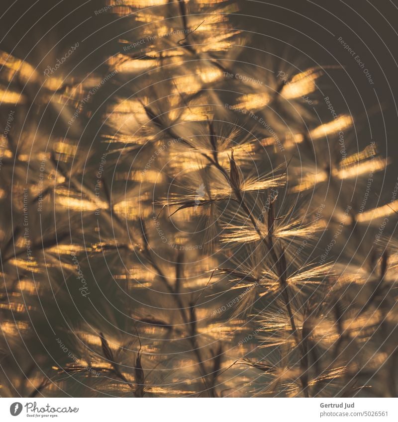 Gras im goldenen Abendlicht Blumen und Pflanzen Farbe Braun Herbst Herbstfarben Sonnenuntergang vertrocknet Natur Farbfoto Nahaufnahme natürlich Sonnenlicht