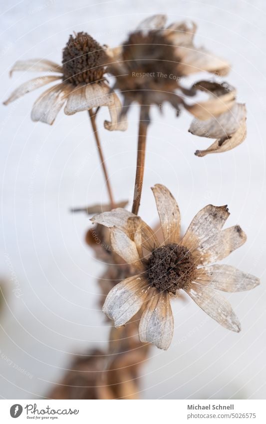 Vertrocknete Blume an einer Hauswand Blumen trocken Trockenblume vertrocknet Pflanze getrocknet Blüte Nahaufnahme Schwache Tiefenschärfe Vergänglichkeit Herbst