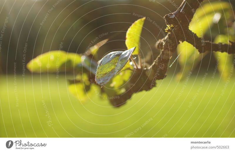 ApfelbaumAst Umwelt Natur Pflanze Sonnenlicht Herbst Schönes Wetter Blatt Grünpflanze Nutzpflanze Wildpflanze alt dünn authentisch Freundlichkeit nah natürlich