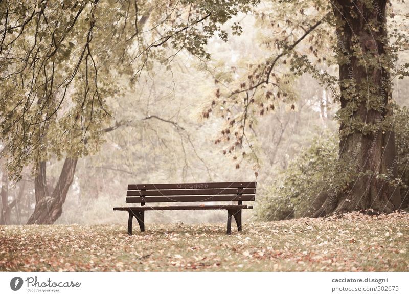 Regenpause Umwelt Herbst Baum Gras Park Parkbank außergewöhnlich einfach Freundlichkeit hell weich braun Gefühle Geborgenheit Gastfreundschaft ruhig bescheiden