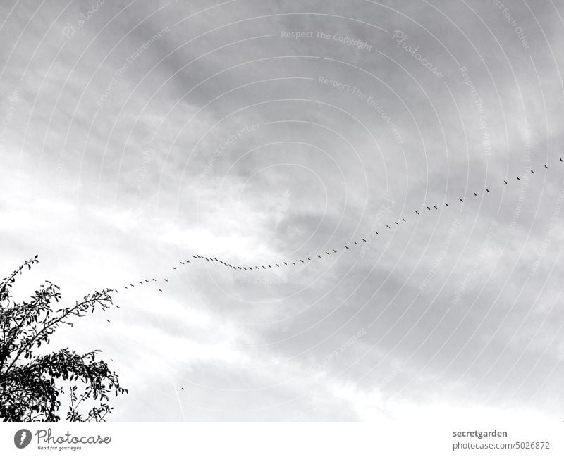 Formationsflug Vögel Zugvögel Himmel Schwarzweißfoto Natur Baumkrone Äste Schnur Jahreszeiten Gemeinsamkeit Gruppe Familie & Verwandtschaft wolkig frei Freiheit