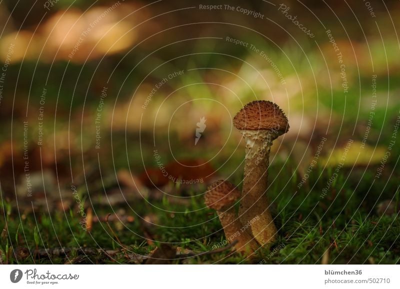 Wer bin ich? Natur Herbst Pflanze Moos Pilz Pilzhut Moosteppich Wald Waldboden stehen Wachstum klein lecker natürlich braun grün Lebensmittel Ernährung Gift