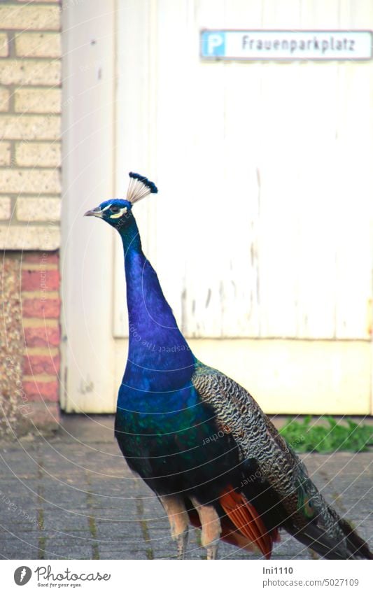 ... immer kommt sie zu spät Vogel Pavo cristatus Blauer Pfau Hühnervögel Hahn männlicher Pfau Federn Federkrone Hofeinfahrt Schild Parkplatz Frauenparkplatz