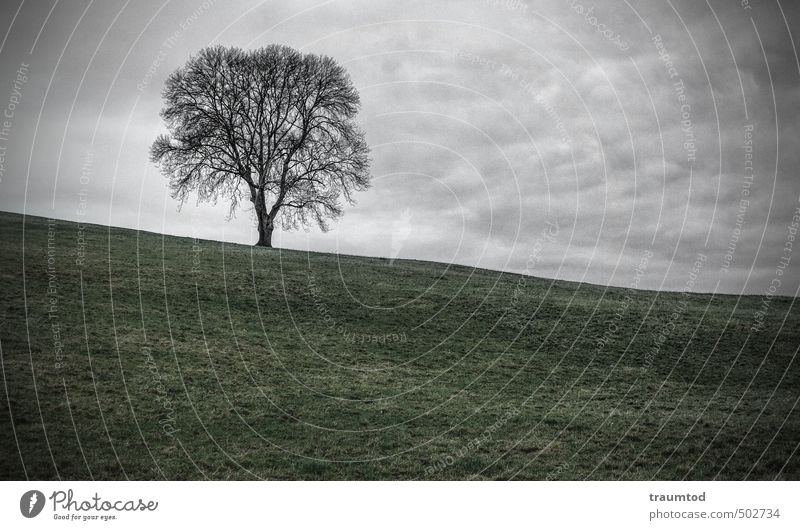 Baum auf Anhöhe Umwelt Natur Landschaft Tier Wolken Herbst Winter schlechtes Wetter Feld Hügel Menschenleer kalt trist Verschwiegenheit Traurigkeit Einsamkeit