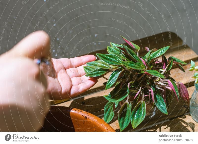 Bäuerin beim Besprühen einer frischen Peperomia caperata-Pflanze mit Wasser im Sonnenlicht Frau Smaragdgrüne Peperomie Gärtner Spray Blatt Pflege exotisch