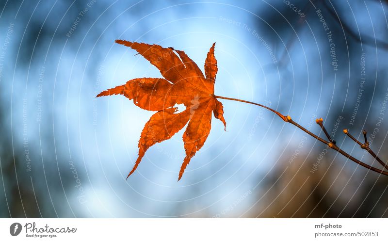 Herbstblatt Natur Pflanze Baum Blatt Garten Park blau rot Farbfoto Außenaufnahme Menschenleer Tag