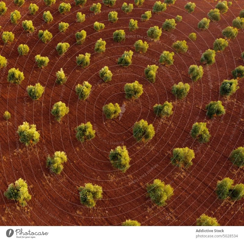 Grüne Bäume im Obstgarten im Sommer Baum Landschaft Boden Bauernhof Ackerbau Wachstum vegetieren üppig (Wuchs) Pflanze Saison Schonung sonnenbeschienen