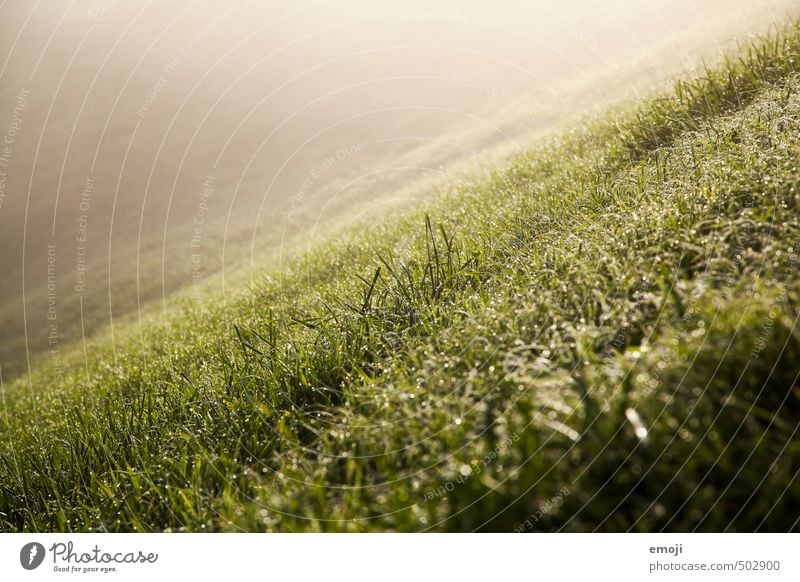 Hang Umwelt Natur Landschaft Gras Wiese Hügel natürlich grün Berghang Farbfoto Außenaufnahme Menschenleer Tag Schwache Tiefenschärfe