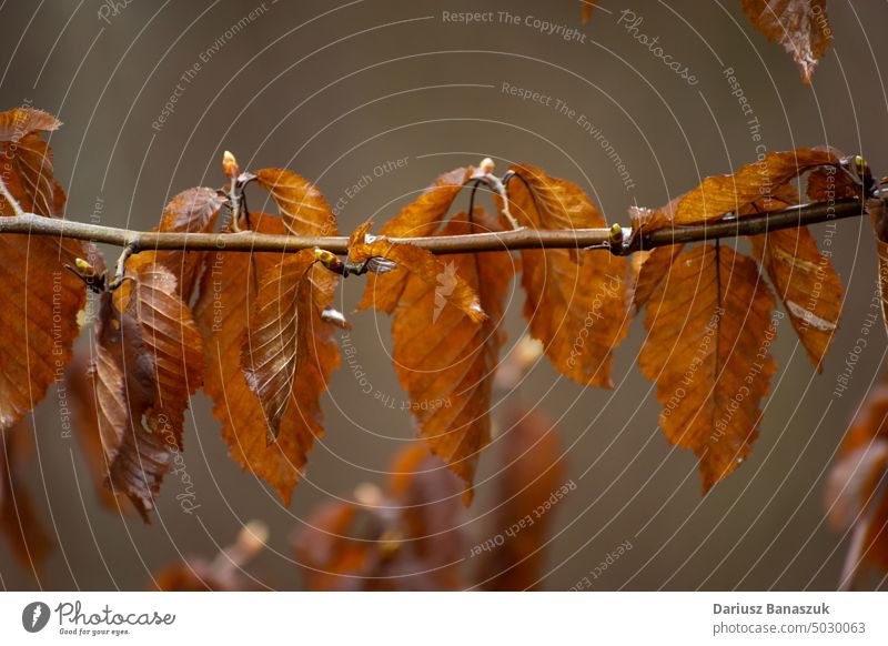 Nasse braune Blätter auf einem Ast Blatt Baum Herbst Natur Pflanze nass Hintergrund schön Saison Wald Regen Umwelt orange natürlich im Freien Laubwerk hell