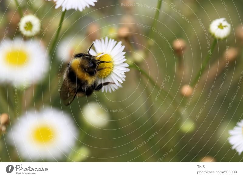 Biene Tier 1 ästhetisch authentisch Frühlingsgefühle schön Natur Wiese Blume harmonisch Farbfoto Außenaufnahme Nahaufnahme