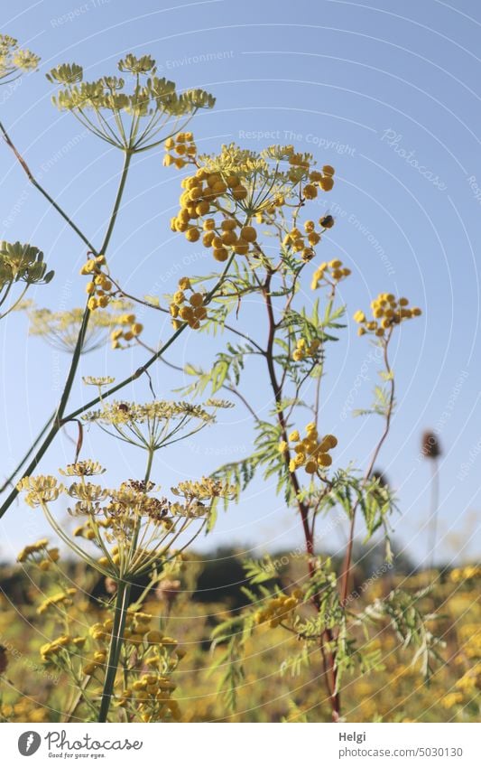 Rainfarn und wilder Fenchel auf einem sommerlichen Blühfeld vor blauem Himmel Pflanze Wucherblütler Korbblütler Wurmkraut Blüte Blume Außenaufnahme Nahaufnahme