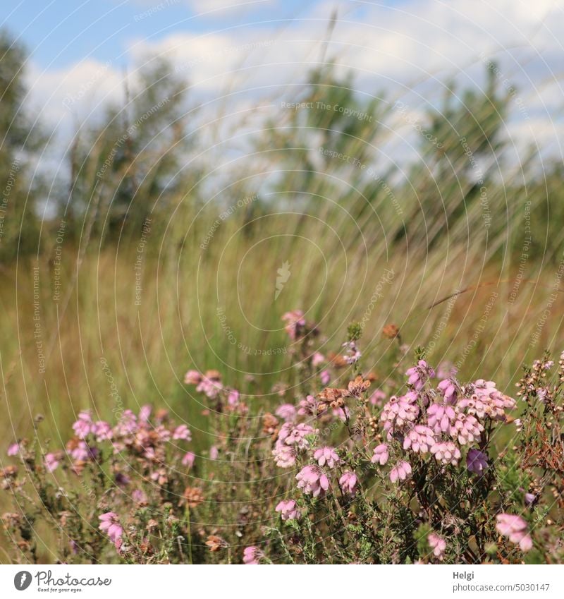 blühende Glockenheide im Moor mit Gräsern und Sträuchern Heide Moorheide Heidekraut Moorlandschaft Gras Baum Strauch Himmel Wolken Sommer schönes Wetter