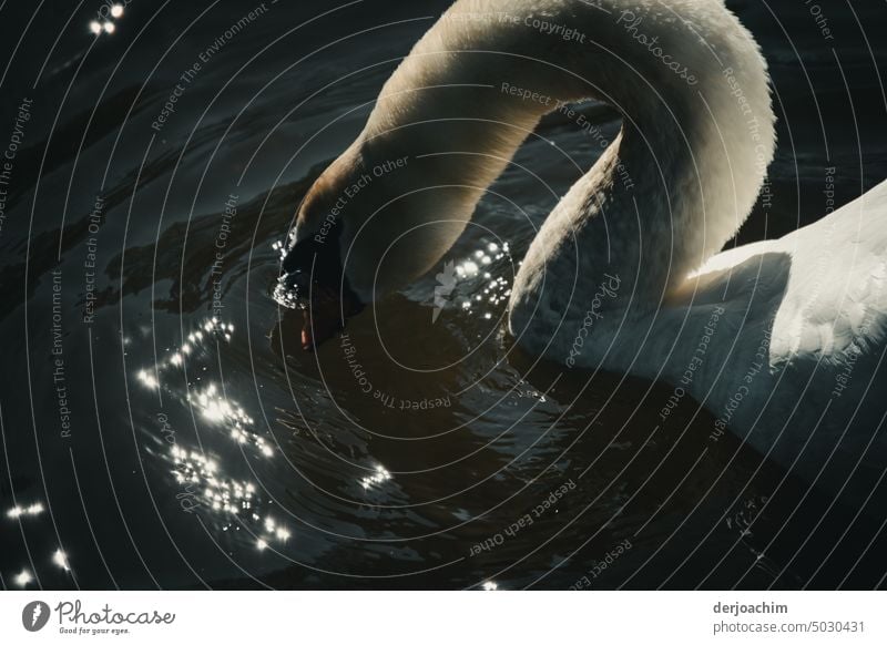 Ein weißer Schwan legt den Kopf in das glänzende Wasser. Tier Vogel Im Wasser treiben Feder Schnabel Natur Hals Außenaufnahme ästhetisch Teich Farbfoto