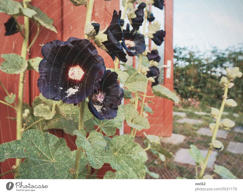 Dunkle Malve Blume dunkel dunkelviolett rötlich Blütenblatt Sommer Totale Idylle Blütenpflanze Botanik Blütezeit Bestäubung Menschenleer Garten Blühend Pflanze