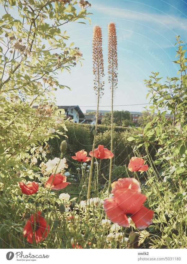 Da steppt die Kerze Steppenkerzen Paar zwei Zusammensein Partnerschaft Zusammengehörigkeitsgefühl Garten Umwelt Detailaufnahme lebendig Flora Natur Farbfoto