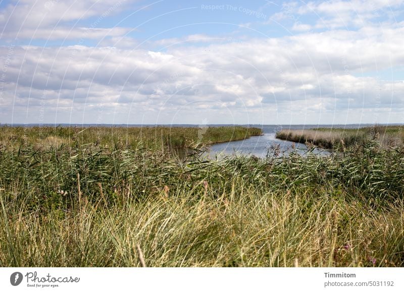 Ein bisschen was vom großen Fjord Wasser ruhig Ferien & Urlaub & Reisen Dänemark Himmel Wolken Schilf Dünengras Natur Menschenleer Horizont Ringkøbingfjord