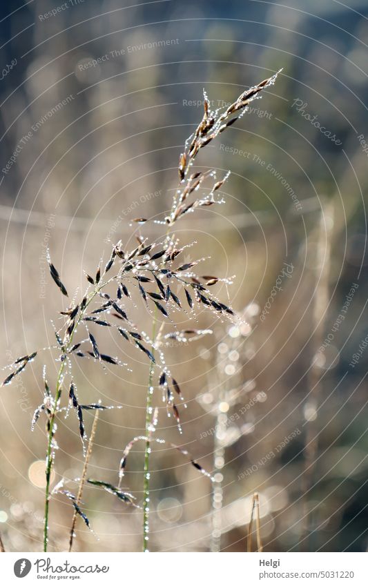 Grashalme mit Tautropfen im Morgennebel Tropfen Nebel morgens Pflanze Sonnenlicht Gegenlicht Licht Schatten Halm Glitzern glitzernd Nahaufnahme Makroaufnahme