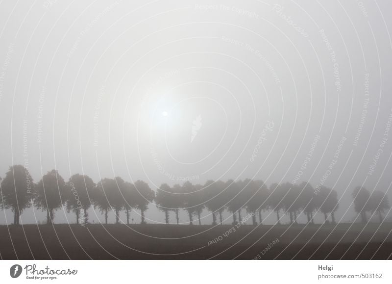 undurchsichtig... Umwelt Natur Landschaft Pflanze Himmel Herbst Nebel Baum Allee Baumreihe Feld leuchten stehen Wachstum authentisch außergewöhnlich dunkel