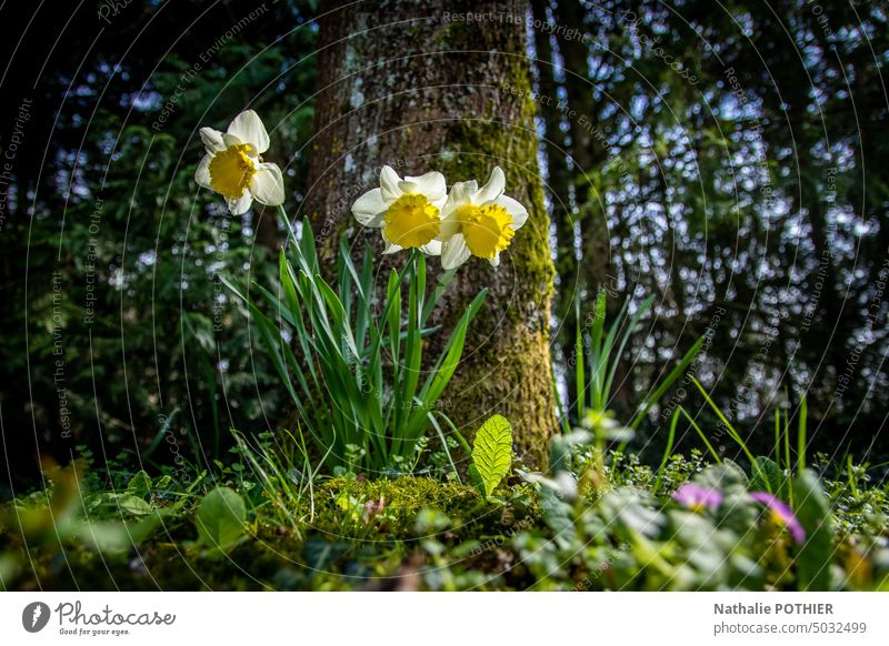 Narzissen am Fuße eines Baumes im Frühling Blume Blüte Gelbe Narzisse Frühblüher gelb Blühend Farbfoto Natur Pflanze Außenaufnahme Garten Tag Frühlingsblume