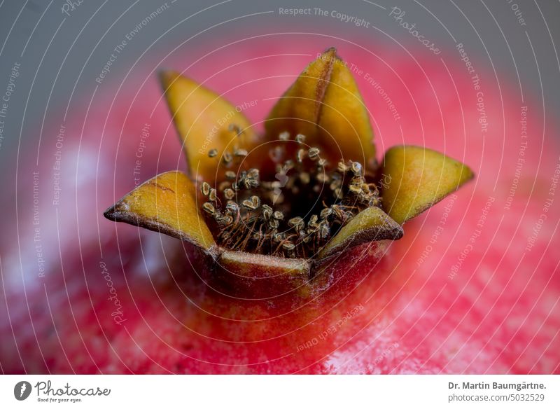 Granatapfel mit Blütenrest Frucht Punica granatum Speise Zutat Essen Nahaufnahme geringe Tiefenschärfe menschenleer rot Vegetarische Ernährung frisch