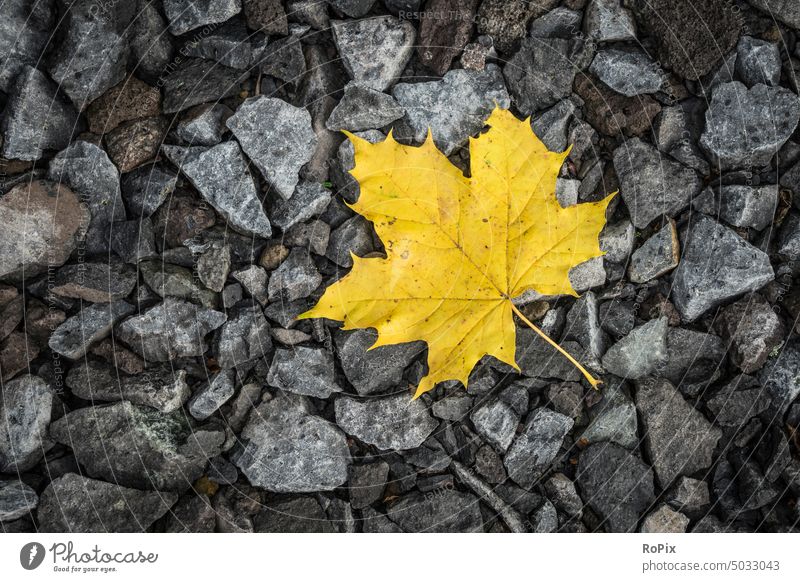 Gelbes Ahornblatt auf einem Schotterweg. Herbstlaub Blatt Laub Natur Baum Golden foilage season leave Jahreszeit autumn tree seasonal Wald forest park Struktur