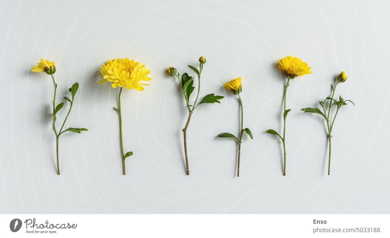 Gelbe Chrysanthemenblüten in einer Reihe auf weißem Hintergrund, floral flat lay für Gruß Poster Designs Blumen gelb flache Verlegung botanisch Botanik Flora