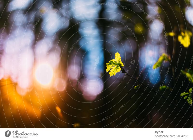 Young Spring Leaf Leaves Growing In Branch of Forest Bush Plant During Sunrise Or Sunset. Young Leaf In Sunlight On Boke Bokeh Natural Unscharfen Hintergrund