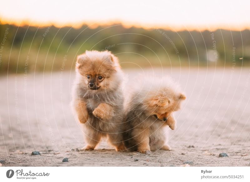 Zwei junge glückliche weiße Welpen Pomeranian Spitz Hund spielen zusammen im Freien in Sandy Countryside Road niedlich eine Haustier spielerisch Stammbaum rot