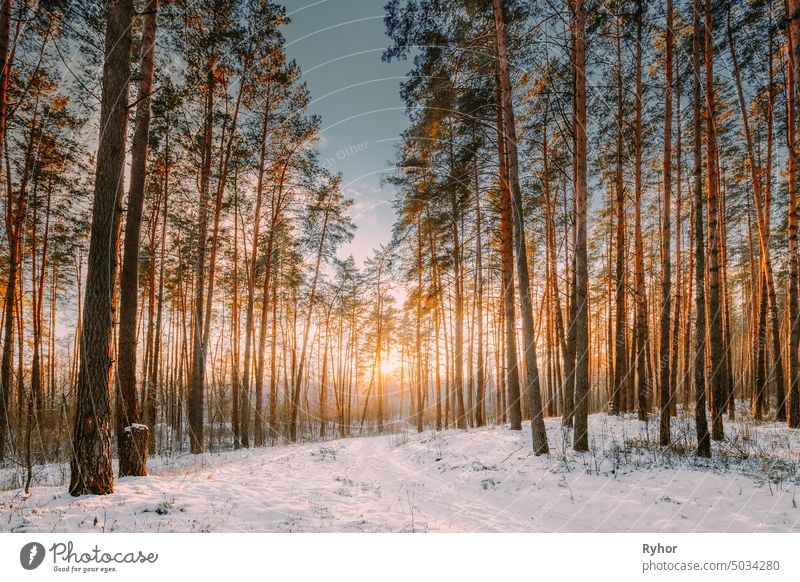 Sonnenuntergang Sonnenaufgang Sonnenschein in sonnigen Winter verschneiten Nadelwald. Sunlight Through Woods In Winter Forest Landscape. Morgendämmerung Natur