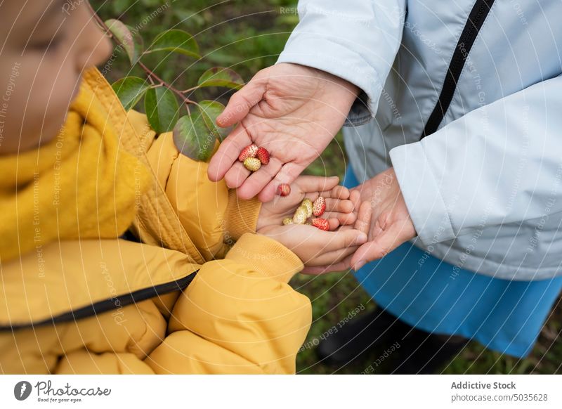 Gesichtslose Mutter teilt Erdbeeren mit Kind in herbstlicher Natur eingießen Garten Mama teilen Ernte Landschaft abholen pflücken kultivieren ländlich Helfer