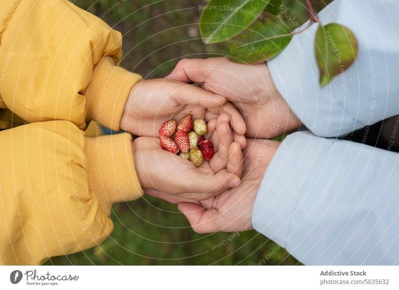 Gesichtsloses Kind teilt Erdbeeren mit einem Mann in herbstlicher Natur Mutter eingießen Garten Mama teilen Ernte Landschaft abholen pflücken kultivieren