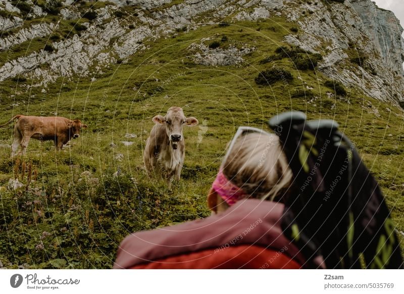 Kuhbegegnung am Alpsteinsee | Appenzellerland alpstein hüttntour schweiz wandern Berge u. Gebirge Ferien & Urlaub & Reisen Landschaft Umwelt Alpen spiegelung