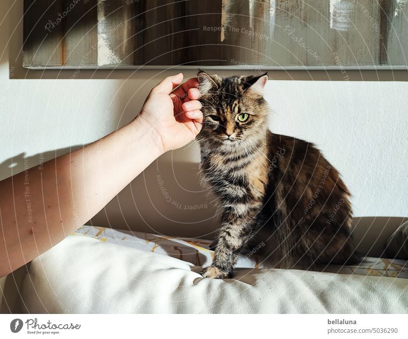 Mieze II Katze katzenhaft Fell Haustiere Ein Tier fluffig Rassekatze niedlich bezaubernd schön Langhaarige Katze maine coon katze Blick Ohrbüschel